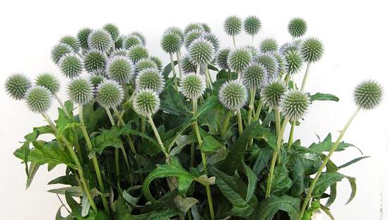 ECHINOPS BLUE GLOBE